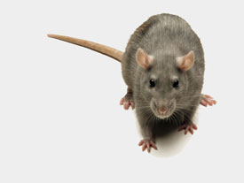 rodent